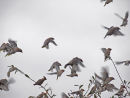 Waxwing Flock