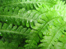 Green Ferns in the Rain