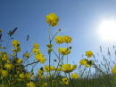 Buttercups with a Hoverfly