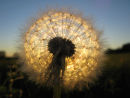 Dandelion Lantern