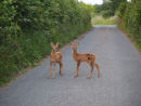 Fallow Deer Fawns
