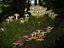 Fairy Toadstools