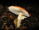 Fly Agaric and Tufted Bellcaps