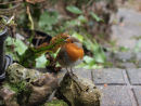 Garden Robin