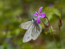 Green Veined White Butterfly