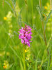 Southern Marsh Orchid