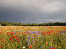 Rainbow over Poppies