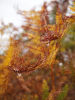 Raindrops on Bracken
