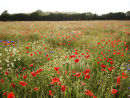 Slashing Rain over Poppy Field