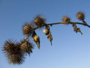 Snails Hanging Out to Dry