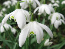 Snowdrops Growing Wild