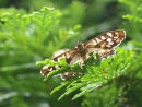 Speckled Wood with sunny highlights