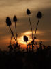 Teasel Sunset
