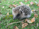 Young Hedgehog in Autumn