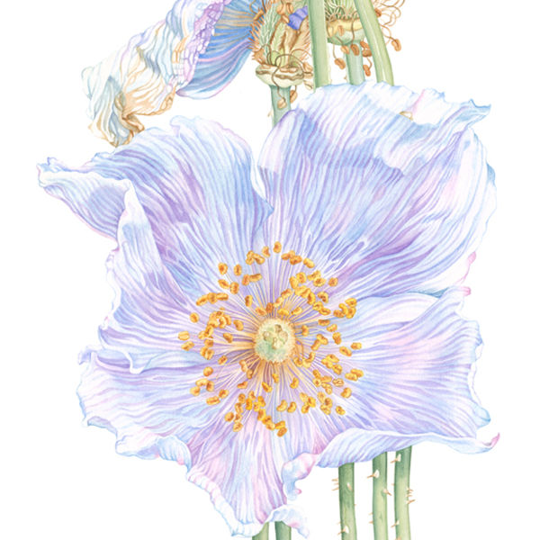 Blue himalayan poppy