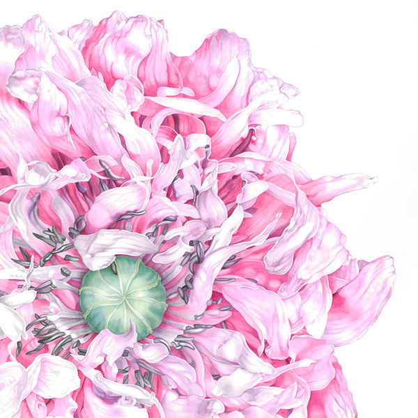 Frilly pink poppy