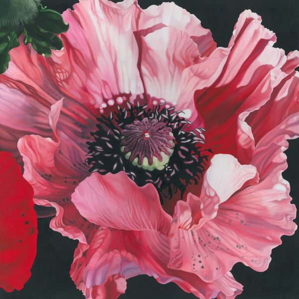 Oriental poppy