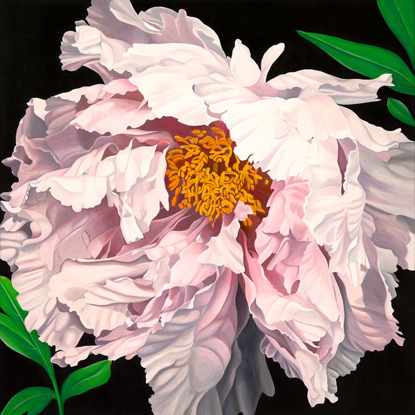 Pink peony