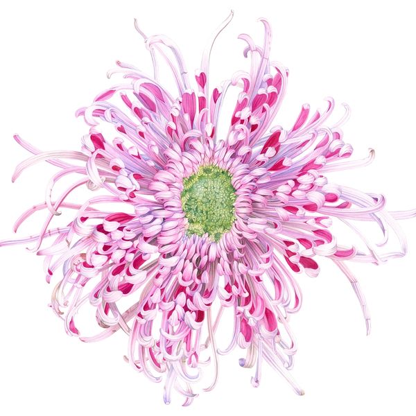 Spider chrysanthemum