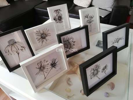 Collection of daisies.