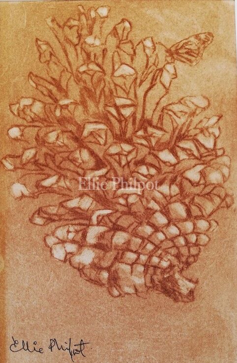 Pine Cone 1.