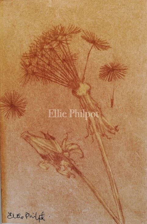Dandelion.