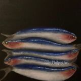 Lets Play Sardines