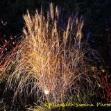 Anglesey Abbey's stunning winter lights