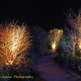 Anglesey Abbey's stunning winter lights