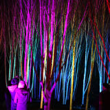 Anglesey Abbey's stunning winter lights