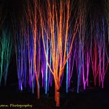 Anglesey Abbey's stunning winter lights