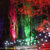 Anglesey Abbey's stunning winter lights