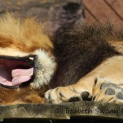 Wakey Wakey