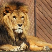 Proud Lion
