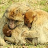 Monkey Love