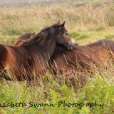 Horsey Love