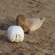 Not so tasty, human rubbish