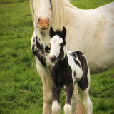 Mum and foal