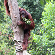 Bornean Orang Utan