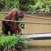 Bornean Orang Utan
