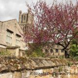Springtime in Ely