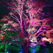 Pretty trees