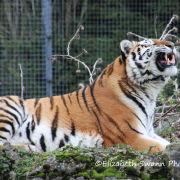 I'm a pussy cat - Amur Tiger