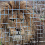 African lion