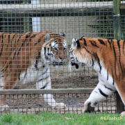 Amur Tiger