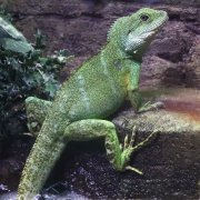 Lizard