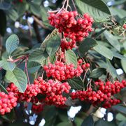 Berries