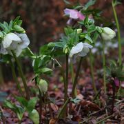 Winter Helebores