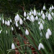 Early snowdrops
