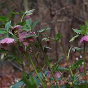 Winter helebores